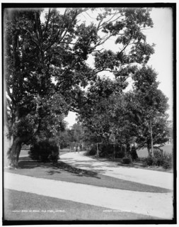 Road on Belle Isle Park, Detroit, between 1890 and 1901. Creator: Unknown.