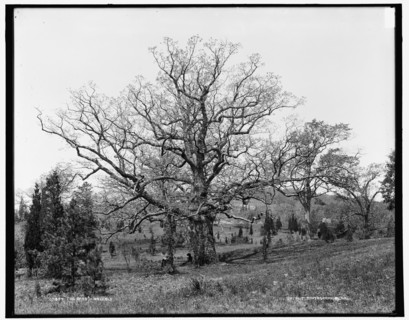 The Oaks, Waverly, between 1890 and 1901. Creator: Unknown.