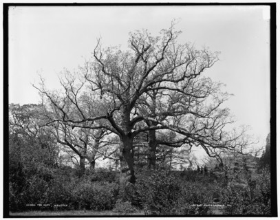 The Oaks, Waverly, between 1890 and 1901. Creator: Unknown.