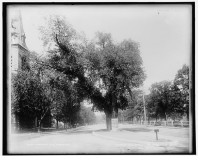Washington Elm, Cambridge, c1899. Creator: Unknown.