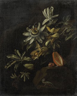 Still Life with Passionflowers, 1670-1708. Creator: Elias Van Den Broeck.