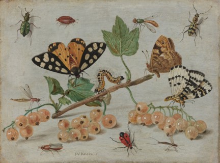 Insects and Fruit, c.1653-c.1661. Creator: Jan van Kessel.