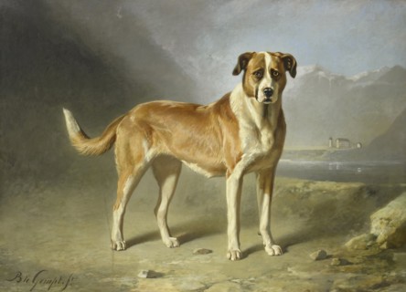 A St Bernard Dog, c.1850-c.1879. Creator: Bernard te Gempt.