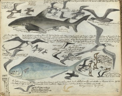 Sea birds and sea fish, 1778-1779. Creator: Jan Brandes.