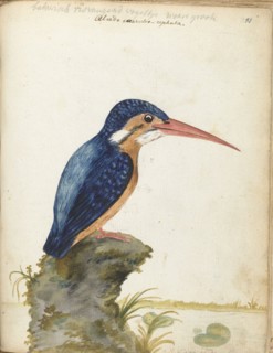 Malachite Kingfisher, 1779-1785. Creator: Jan Brandes.