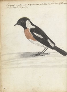 Cape bird, 1786. Creator: Jan Brandes.