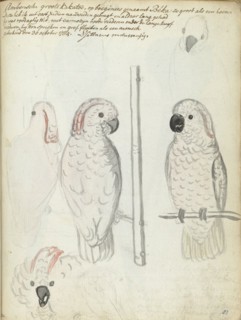 Cockatoo from Ambon, 1784. Creator: Jan Brandes.