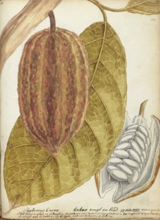 Cacao, 1783. Creator: Jan Brandes.