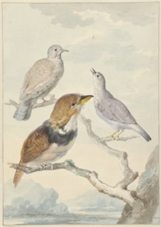 Three birds, two incad pigeons and a collared puffbird, 1753. Creator: Aert Schouman.