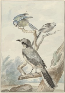 Three birds: a tail tit, a blue tit and a Klapekster or big clawier, 1756. Creator: Aert Schouman.