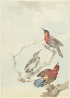 Three Crimson Sunbirds, 1780. Creator: Aert Schouman.