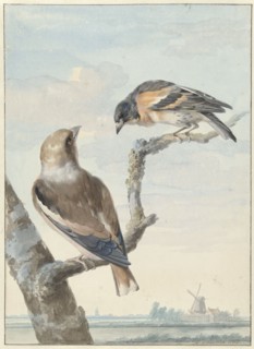 Two birds: an apple finch (coccothraustes coccothraustes) and a keep (fringilla montifringilla), 175 Creator: Aert Schouman.