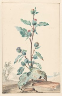 Thistle, 1725-1792. Creator: Aert Schouman.