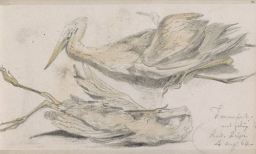 Dead Heron, 1864. Creator: Johannes Tavenraat.