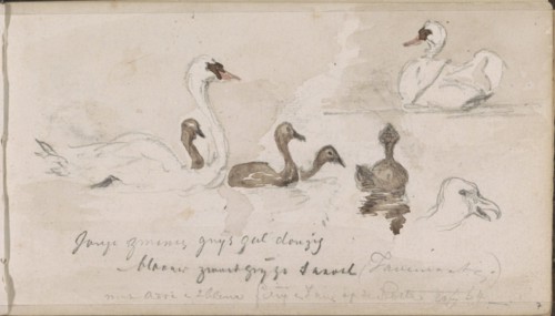 Young and older swans, 1864. Creator: Johannes Tavenraat.