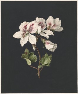 Pelargonium album Bicolor, 1830. Creator: M. de Gijselaar.