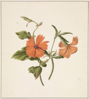 Yellow Chinese Rose (Rosa Chinensis Lutea), 1820. Creator: M. de Gijselaar.
