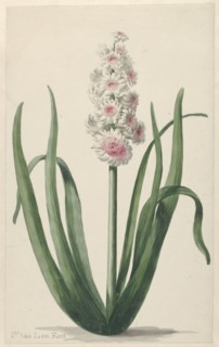 Flowering hyacinth, 1745-1784. Creator: Pieter van Loo.