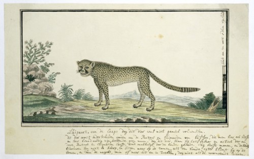 Acinonyx jubatus (Cheetah), 1777-1786. Creator: Robert Jacob Gordon.
