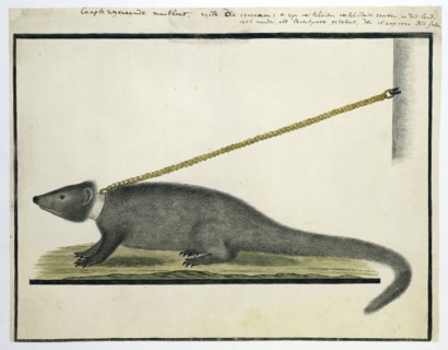 Galerella pulverulenta or Herpestes pulverulentus (Cape gray mongoose), 1777. Creator: Robert Jacob Gordon.