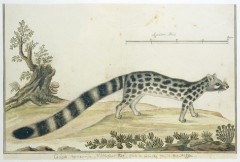 Genetta tigrina (Cape genet), 1777-1786. Creator: Robert Jacob Gordon.