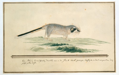 Graphiurus ocularis (Spectacled dormouse), 1777-1786. Creator: Robert Jacob Gordon.