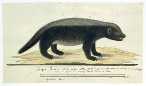 Mellivora capensis (Honey-badger), 1773-1780. Creator: Robert Jacob Gordon.