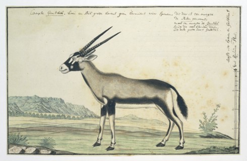 Oryx gazella (Gemsbok), 1777-1786. Creator: Robert Jacob Gordon.