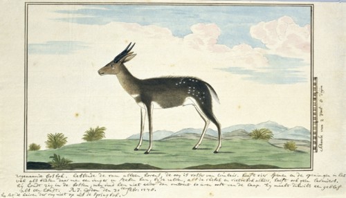 Tragelaphus scriptus (Bushbuck), 1778. Creator: Robert Jacob Gordon.