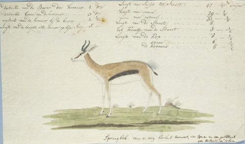 Antidorcas marsupialis (Springbok), 1774-1786. Creator: Robert Jacob Gordon.