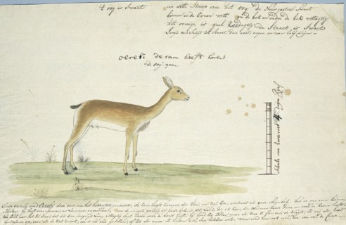Ourebia ourebi (Oribi), 1777-1786. Creator: Robert Jacob Gordon.