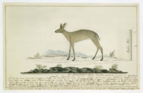 Sylvicapra grimmia (Common Duiker), 1777-1786. Creator: Robert Jacob Gordon.