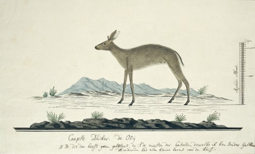 Sylvicapra grimmia (Common Duiker), 1777-1786. Creator: Robert Jacob Gordon.