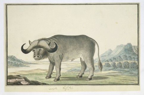 Syncerus caffer caffer (Cape buffalo), 1777-1786. Creator: Robert Jacob Gordon.