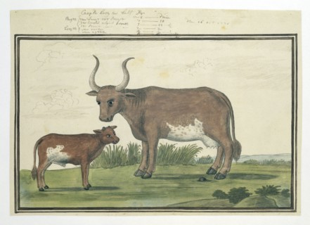 Bos taurus: Cape cow and calf, 1778. Creator: Robert Jacob Gordon.
