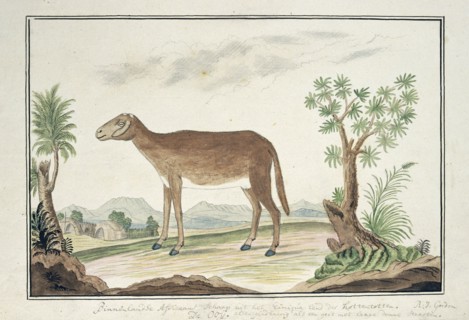 Cape ewe, 1777-1786. Creator: Robert Jacob Gordon.