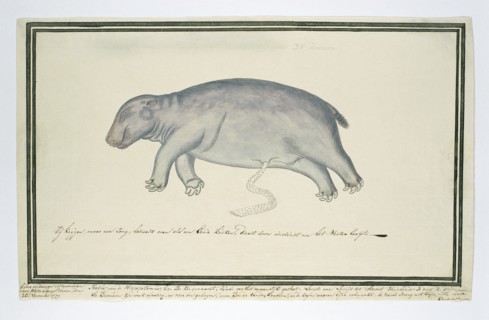 Hippopotamus amphibius foetus (Hippopotamus), 1777. Creator: Robert Jacob Gordon.
