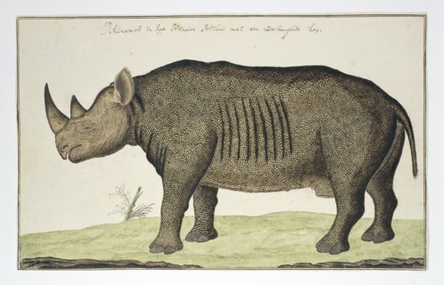 Diceros bicornis (Black Rhinoceros), in or after 1778. Creator: Robert Jacob Gordon.