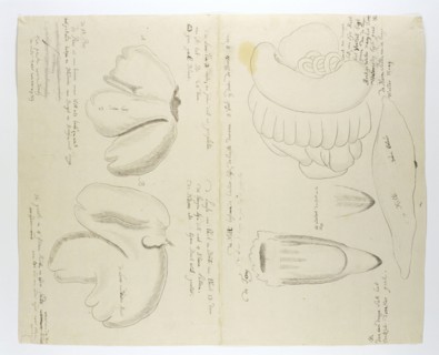 Diceros bicornis bicornis (Rhinoceros), organs, in or after 1778. Creator: Robert Jacob Gordon.