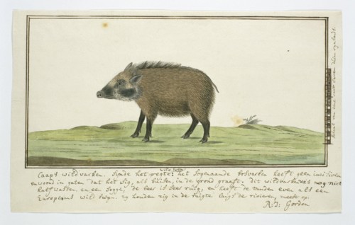 Phacochoerus aethiopicus aethiopicus (Cape warthog; female), c.1778-1779. Creator: Robert Jacob Gordon.