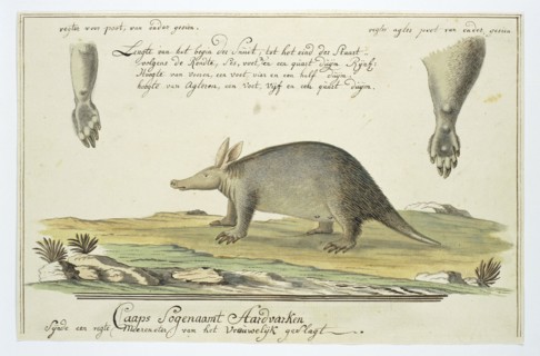 Orycteropus afer (Aardvark), 1777-1786. Creator: Robert Jacob Gordon.
