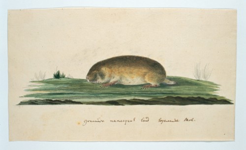 Bathyergus janetta (Namaqua dune mole-rat), 1777-1786. Creator: Robert Jacob Gordon.