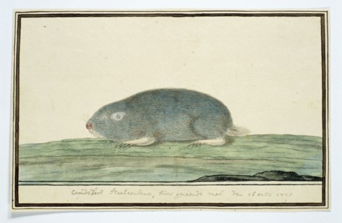Cryptomys hottentotus (Common mole-rat), 1778. Creator: Robert Jacob Gordon.