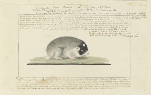 Georychus capensis (Cape mole-rat), 1777. Creator: Robert Jacob Gordon.