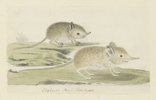 Macroscelides proboscideus (Round-eared elephant shrew), 1779-1780. Creator: Robert Jacob Gordon.