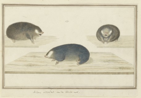 Chrysochloris asiatica (Cape golden mole), c.1777. Creator: Robert Jacob Gordon.