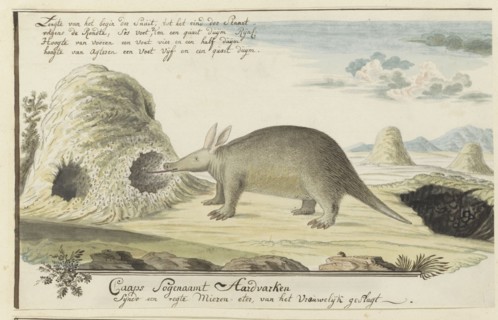 Orycteropus afer (Aardvark), 1777-1786. Creator: Robert Jacob Gordon.