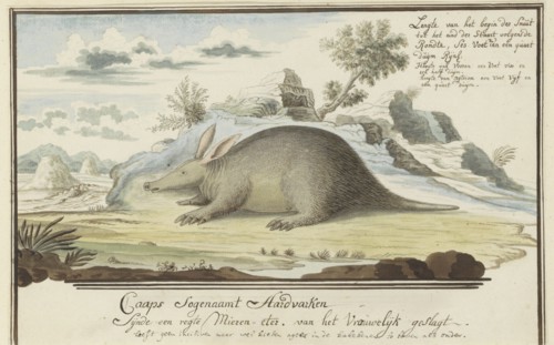 Orycteropus afer (Aardvark), 1777-1786. Creator: Robert Jacob Gordon.