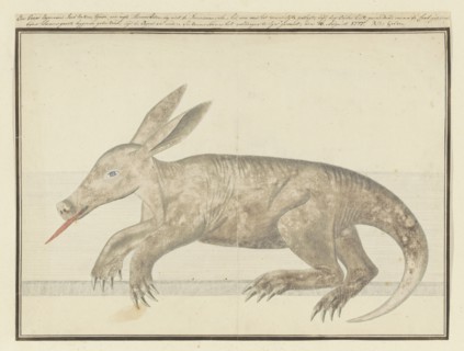 Orycteropus afer (Aardvark), 1777-1786. Creator: Robert Jacob Gordon.