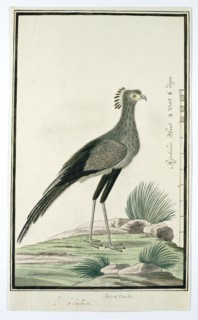 Sagittarius serpentarius (Secretary bird), 1777-1786. Creator: Robert Jacob Gordon.